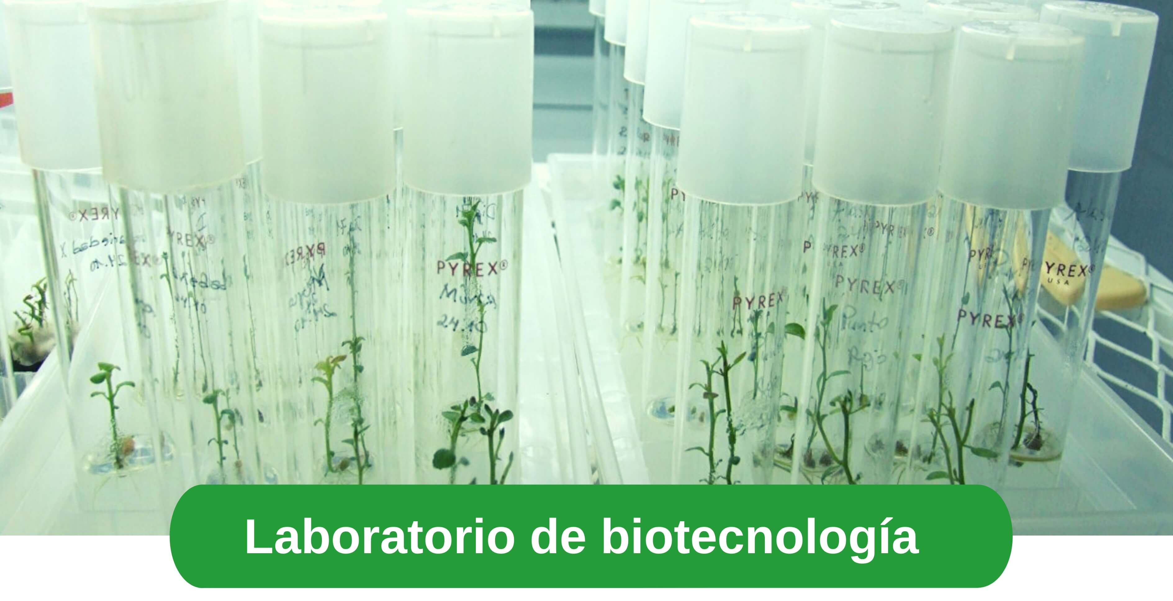 laboratorio de biotecnología ICTA